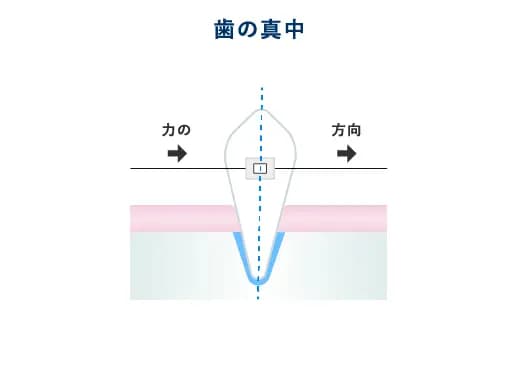 歯は顎の骨の中に植わっています。