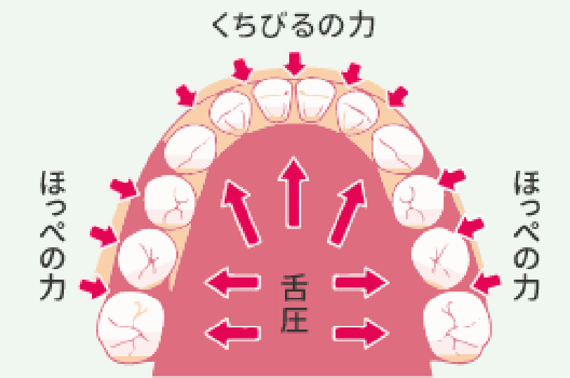 正しい機能が歯並びをつくる